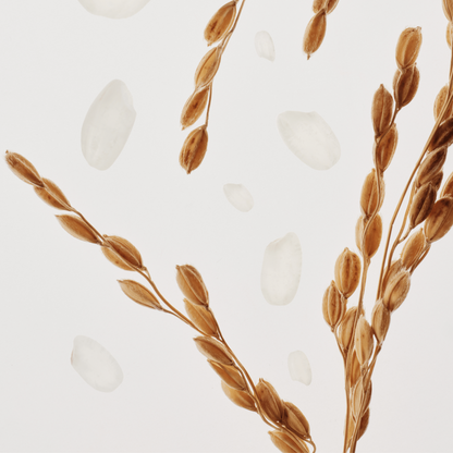 🌾Relief Sun – Rice Probiotic SPF50 PA++++, Korean Sunscreen, Lightweight & Non-Greasy (1.7oz)